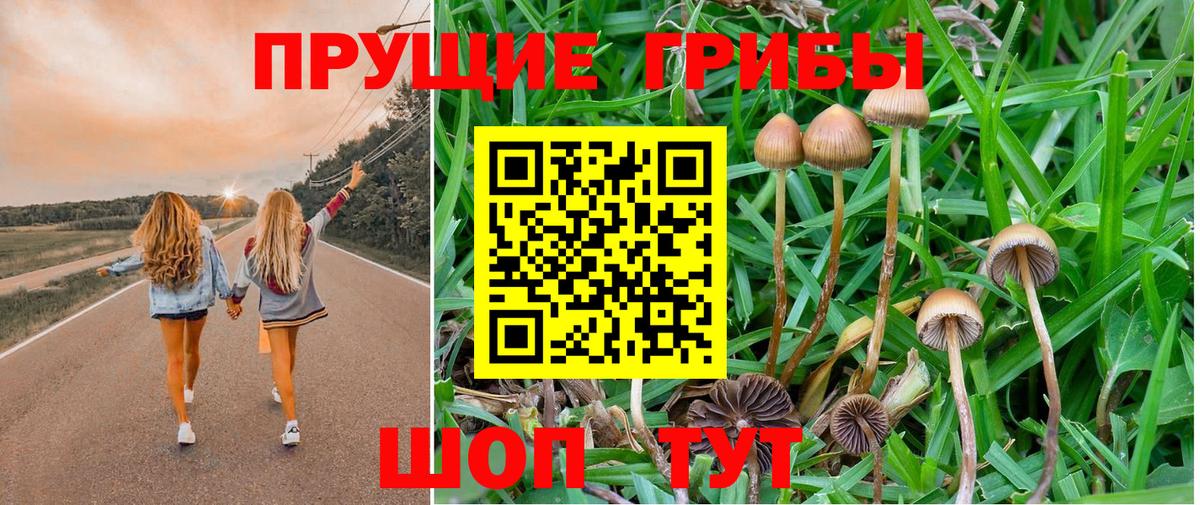Череповец  Галлюциногенные грибы GOLDEN TEACHER  даркнет сайт  Вход с VPN  Псилоцибиновые грибы Psilocybe 